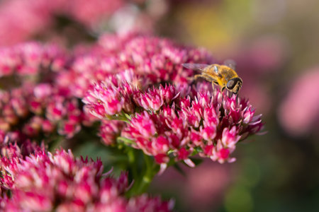 Closeup of a Bombus terrestris, the buff-tailed bumblebee or large earth bumblebee, feeding nectar of pink flowersの写真素材