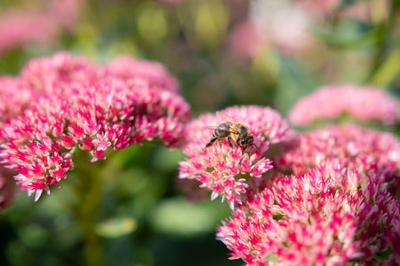 Closeup of a Bombus terrestris, the buff-tailed bumblebee or large earth bumblebee, feeding nectar of pink flowersの写真素材