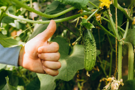 Hands holding small growing cucumber in urban home garden. Urban home gardeningの写真素材
