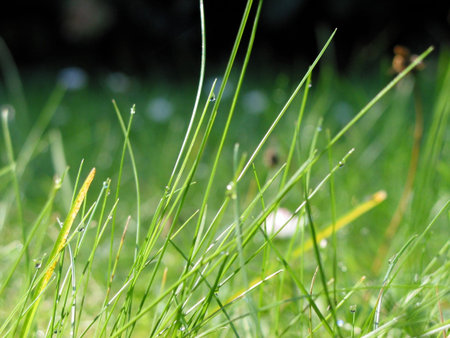Grass with dew dropsの写真素材