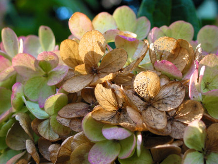 Hortensia in autumnの写真素材