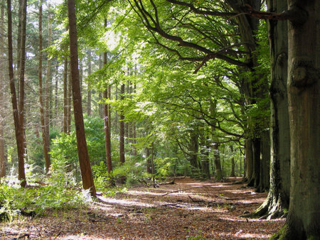 Spring in the woodsの写真素材