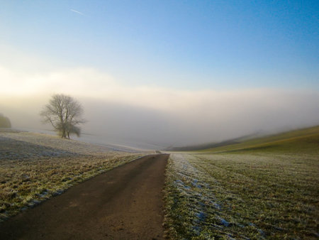 Tree in foggy fieldの写真素材