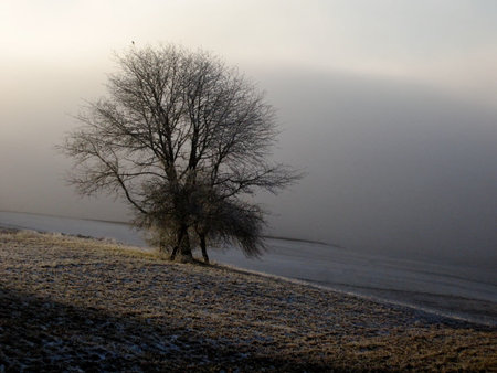 Tree in foggy fieldの写真素材