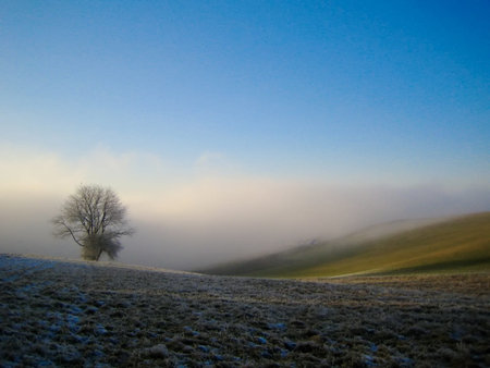 Tree in foggy fieldの写真素材