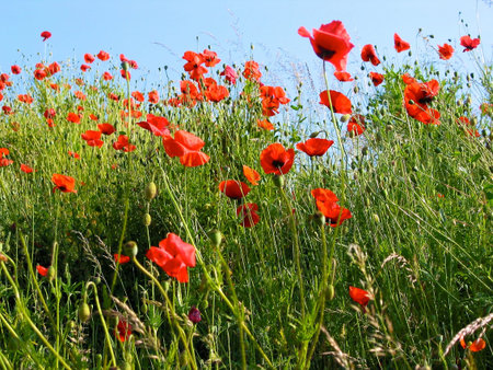 Poppy's in grassの写真素材