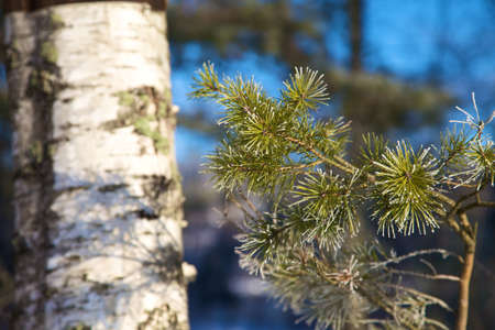 Detail of pine needles with out of focus birchの写真素材