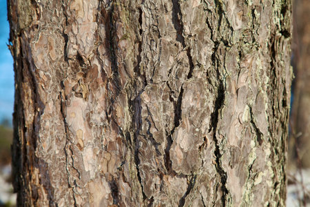 Close_up of bark of a pine tree suitable as backgroundの写真素材