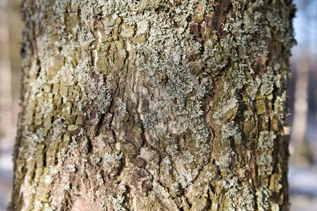 Close_up of bark of a pine tree suitable as backgroundの写真素材