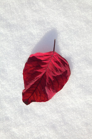 Red leaf in the snowの写真素材