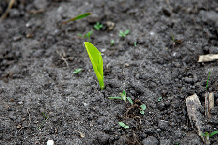 Seedling in black soilの写真素材