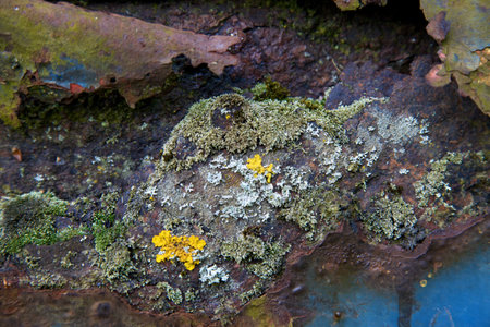 Detail of rusty surface with mossの写真素材