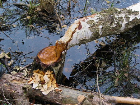 Birch taken down by beaverの写真素材