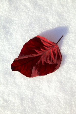 Red leaf in the snowの写真素材