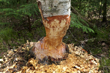 Birch almost taken down by beaverの写真素材