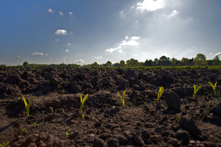 Seedlings in dark soil under blue skyの写真素材