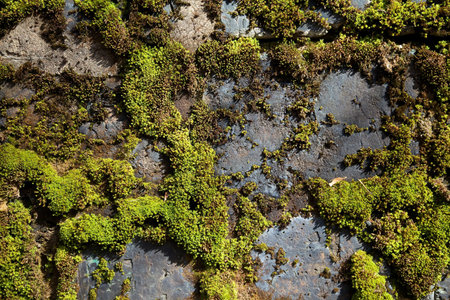 Stones covered with green moss suitable as backgroundの写真素材