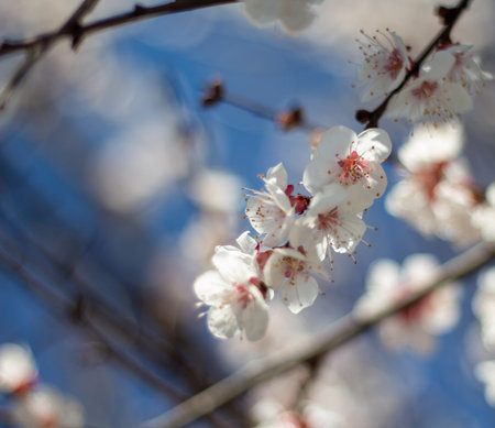 Beautiful white apple blossoms on a tree, blooming in early spring, blurred background