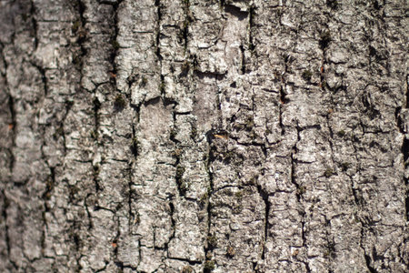 The texture of tree bark. Rough wooden leather close-up. The surface is made of dry log material....