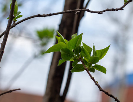 The green leaf blooms in early spring