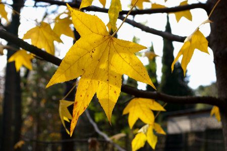 Autumn leaves in a park