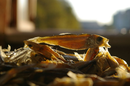 Dried fish (anchovy) in front of sun lightの写真素材