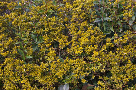 Bush with yellow leaves in the parkの写真素材