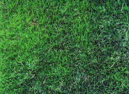 Green grass, backgroundの写真素材