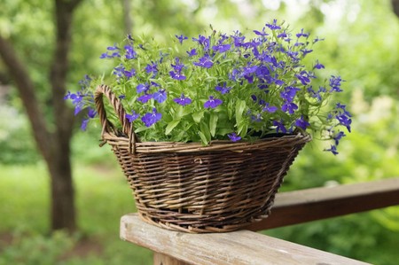 Basket with flowers in a gardenの写真素材
