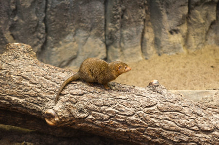 dwarf mongoose