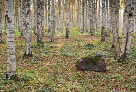 Autumn landscape. Birchwood a close upの写真素材