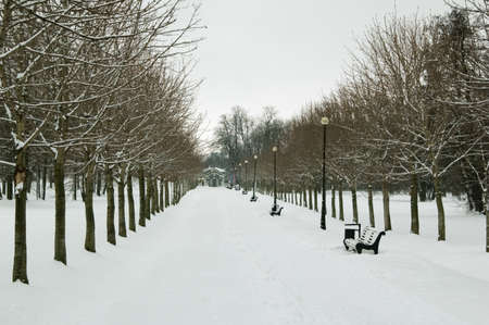 Avenue in the winterの写真素材
