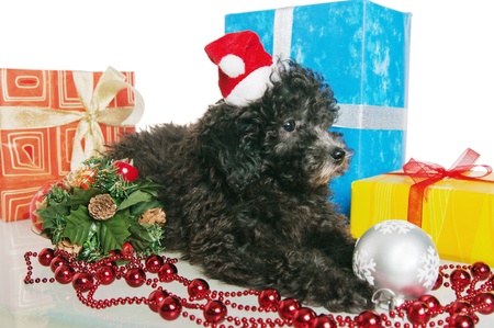 The small puppy of a poodle with New Year's giftsの写真素材