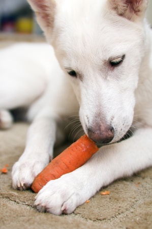 The white dog gnaws carrotsの写真素材