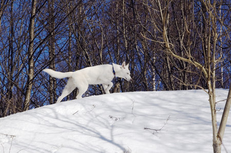 white puppy
