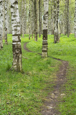 woodsの写真素材