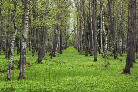 woodsの写真素材