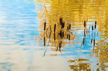 Pond water surface with reflection of colorful yellow bush in autumn parkの写真素材