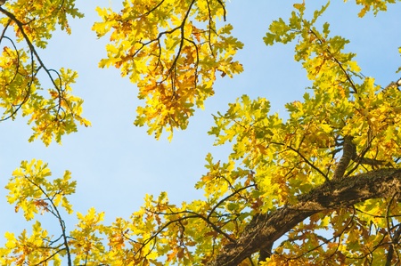 branches of the oak in autumn in the skyの写真素材