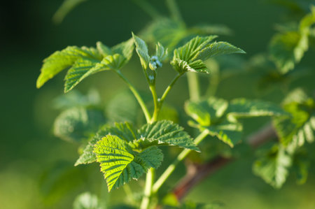 The branch of a raspberry shined by the sun