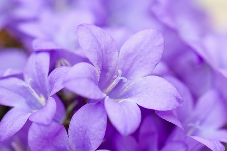 campanula blue a close upの写真素材