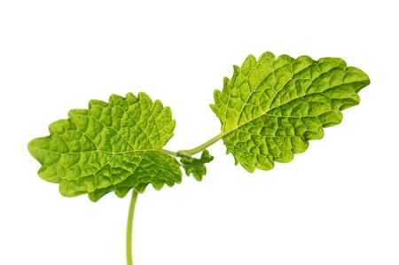 Fresh green mint isolated on whiteの写真素材