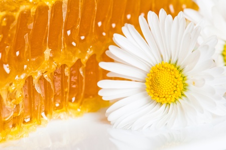 honeycomb with daisies on white plateの写真素材