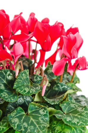 Detail of red and white cyclamen isolated on white backgroundの写真素材