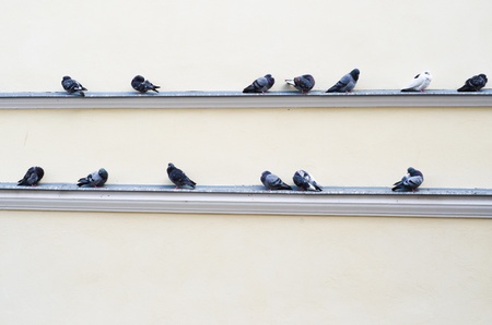Flight turn blue sits on an eaves of a buildingの写真素材