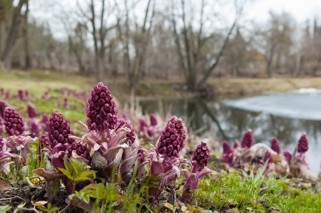 Blooming butterbur  Spring landscape near the pondの写真素材