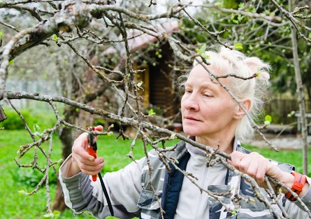 Woman cuts a branch at an Apple-tree, a spring in the gardenの写真素材