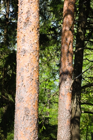 Trunks of pine trees on the background of the forest  Close-upの写真素材