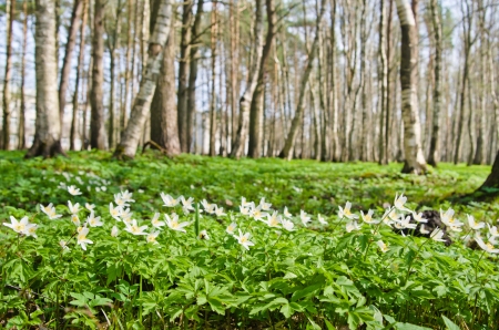 The first spring flowers in a birchwoodの写真素材