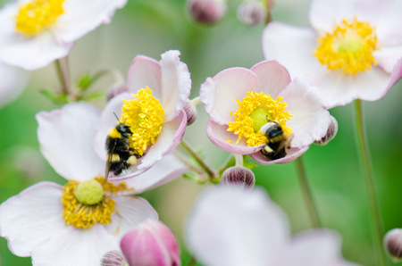 a bee collects pollen from flower, close-upの写真素材